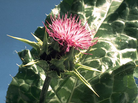 Mariendistel