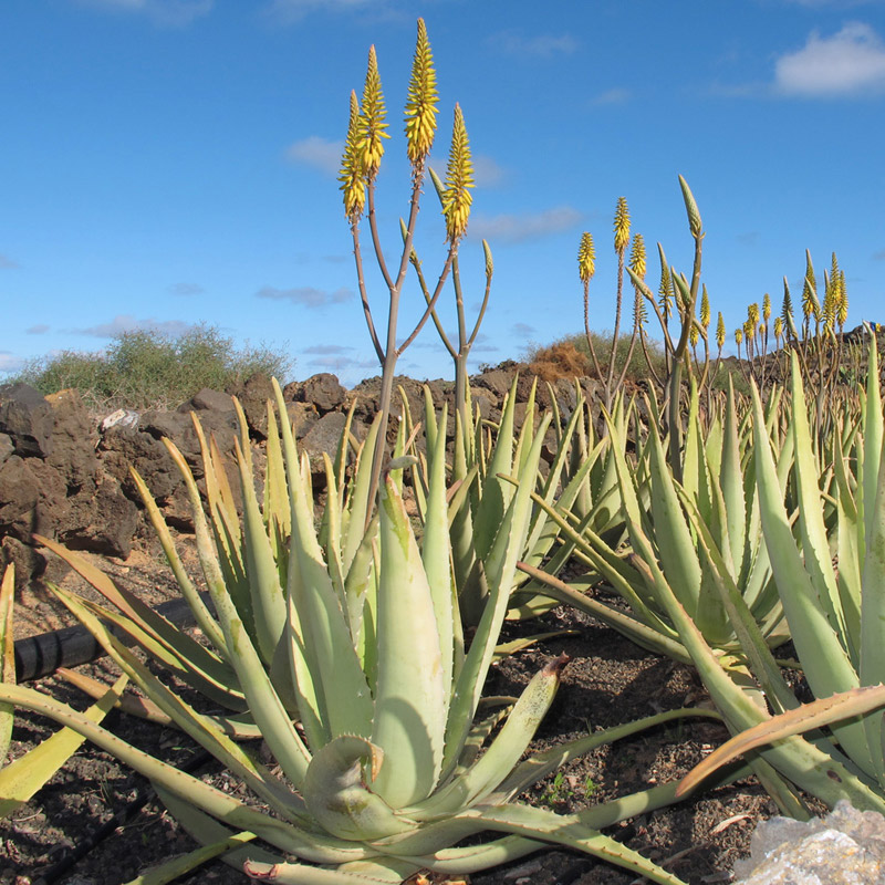 Aloe