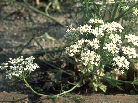 Anis - Sternanis