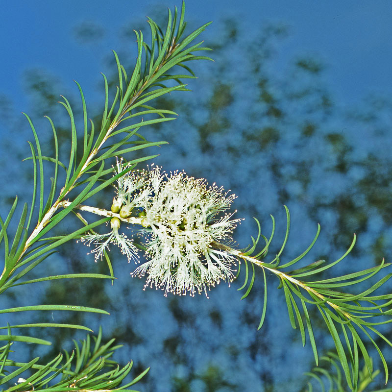 Australischer Teebaum