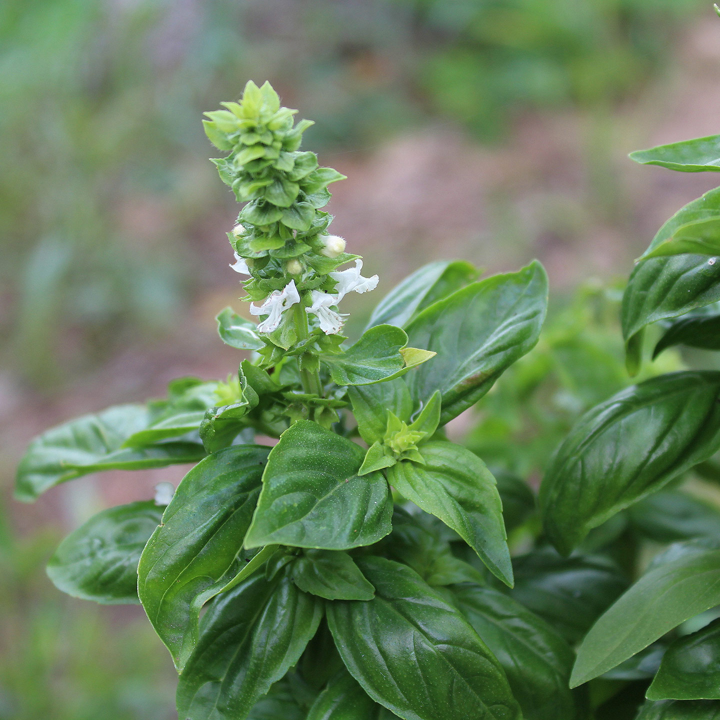 Basil