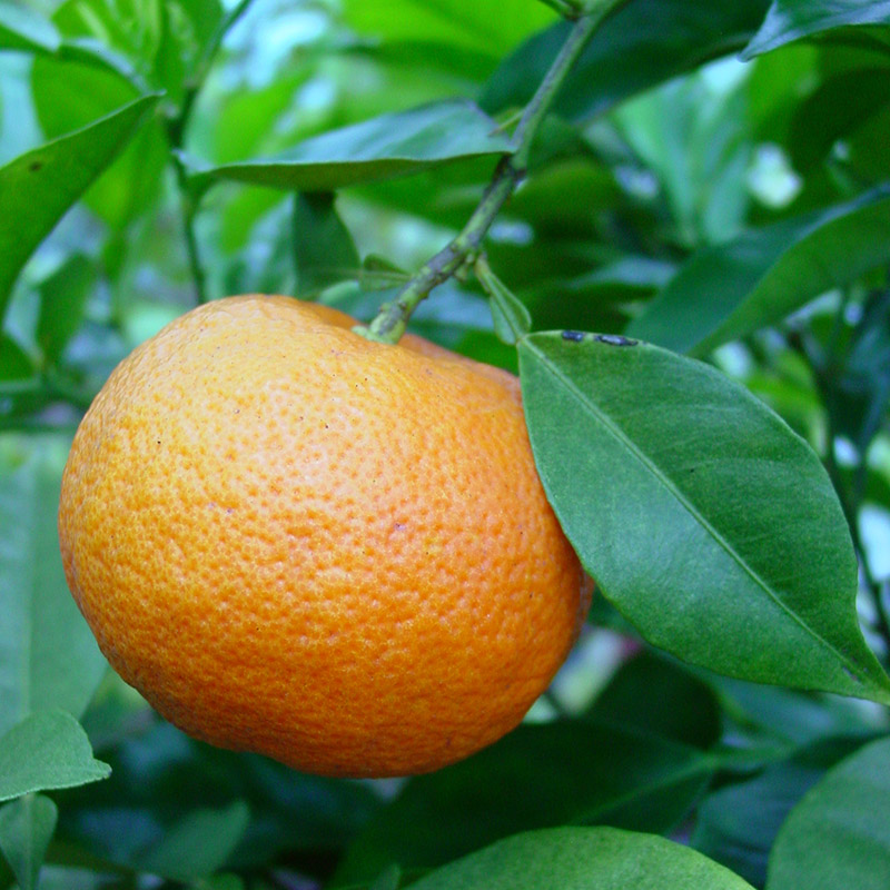 Bitterorange - Pomeranze