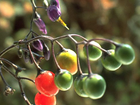Bittersüßer Nachtschatten
