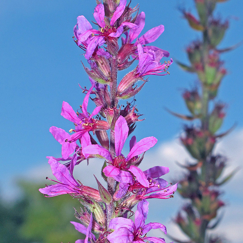 Blutweiderich