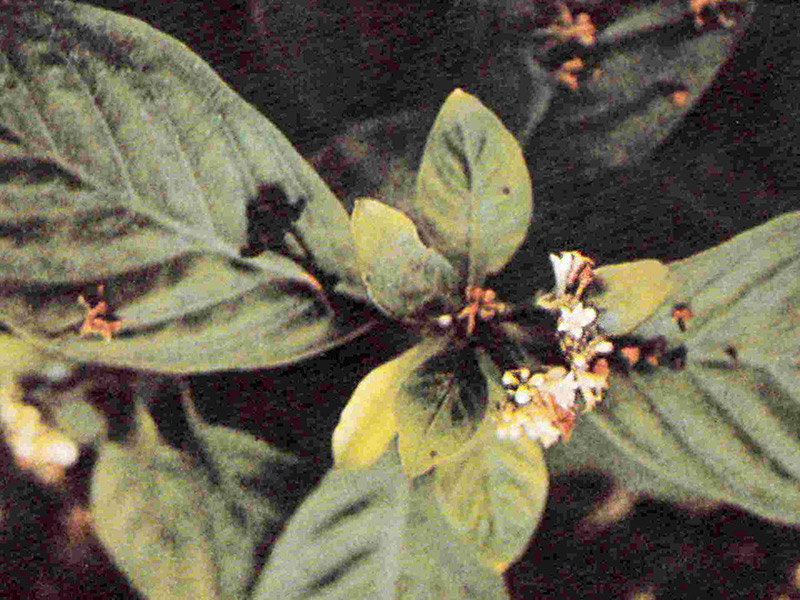 Brechwurz - Ipecacuanha