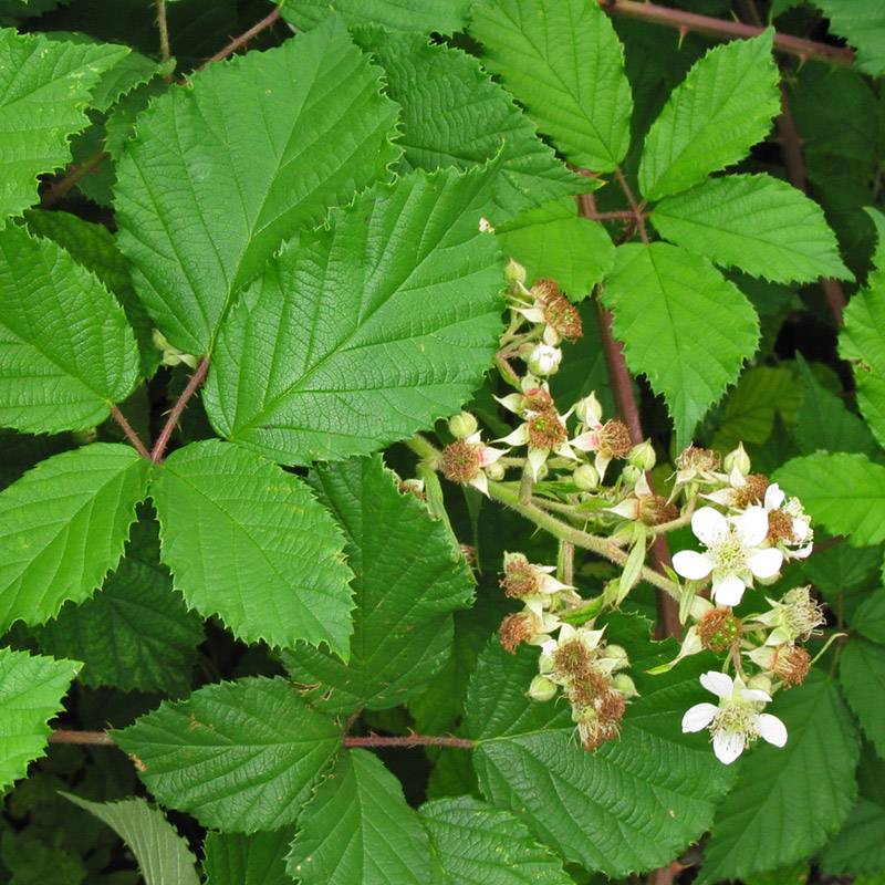 Brombeere