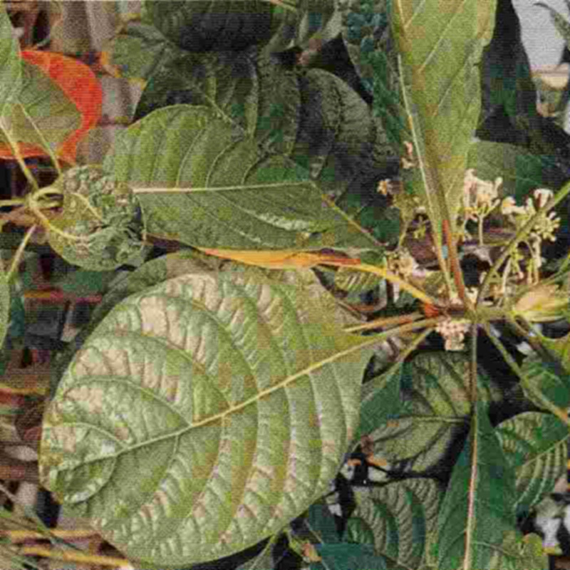 Chinarindenbaum