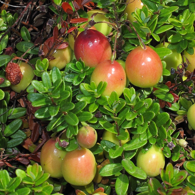 Moosbeere - Cranberry