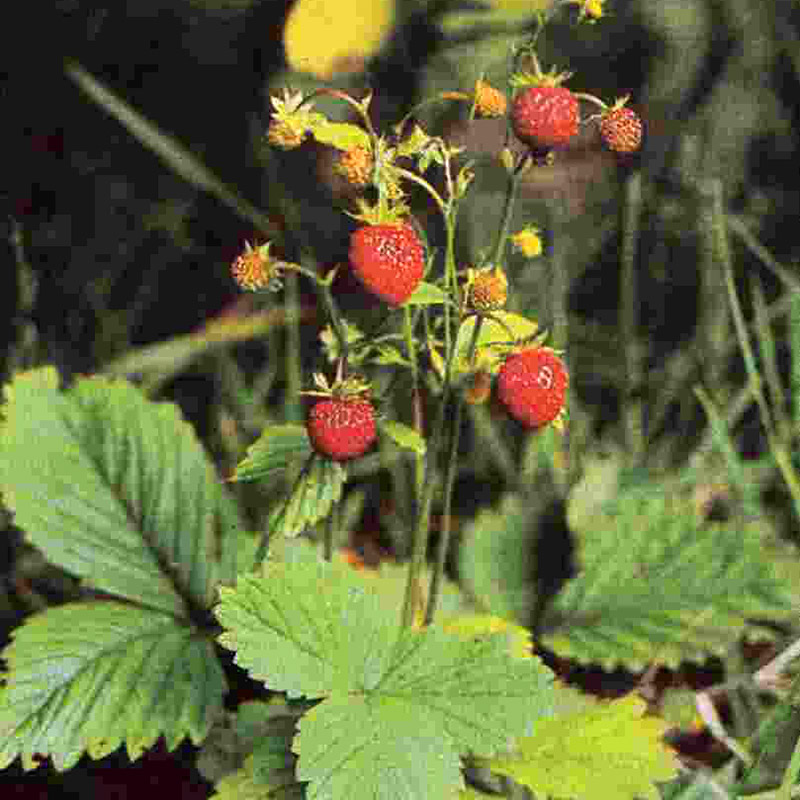 Erdbeere