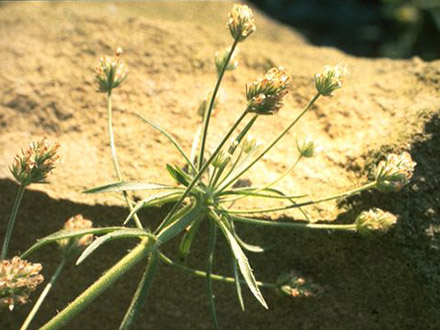 Flohkraut / Flohsamen-Wegerich