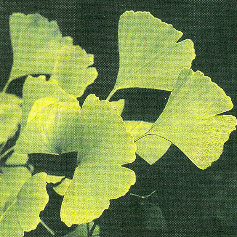 Ginkgo