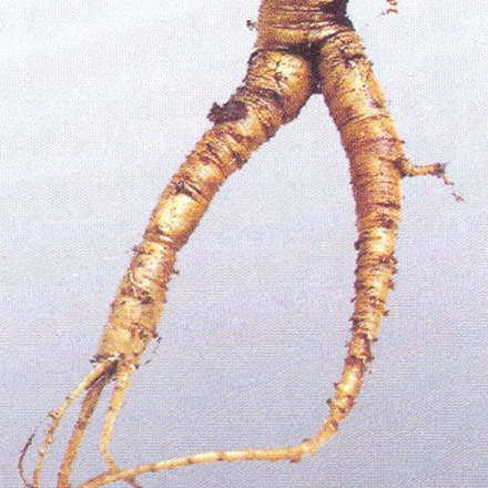 Ginseng