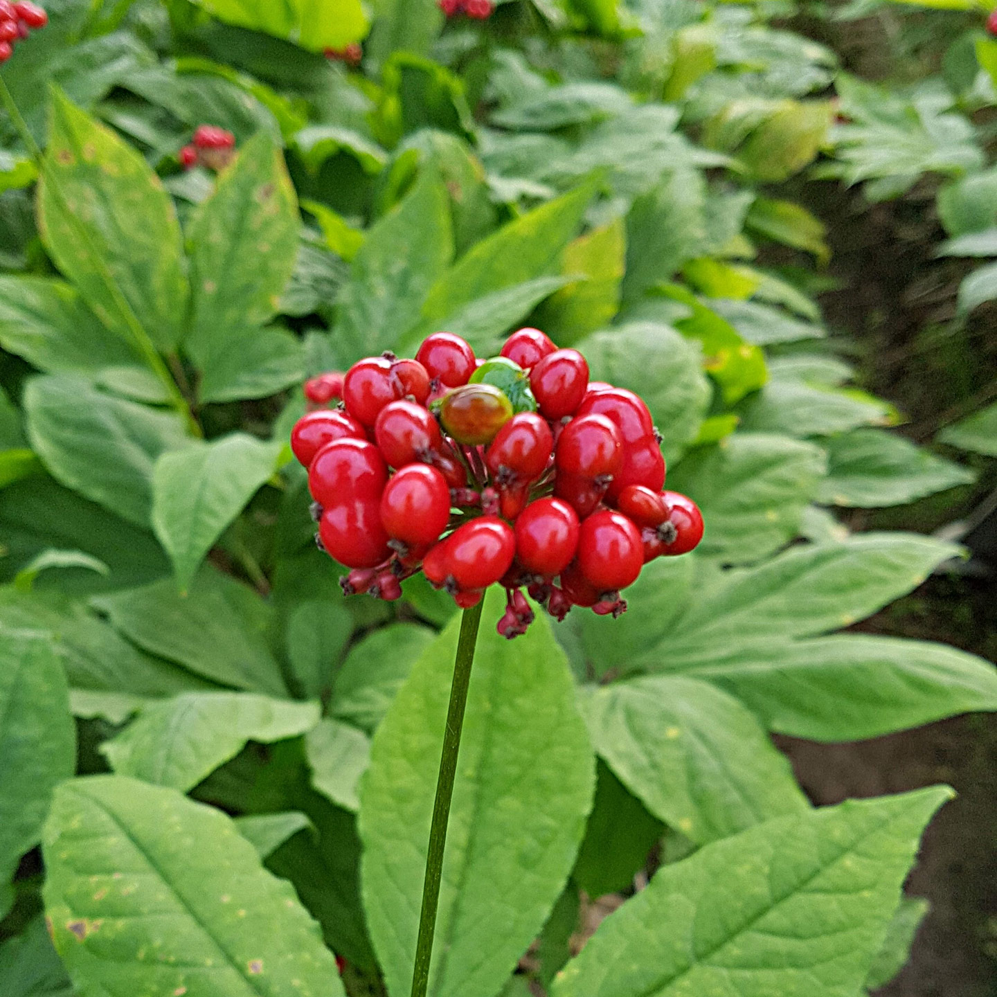 Ginseng