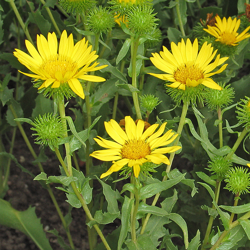 Grindelia - Gummikraut