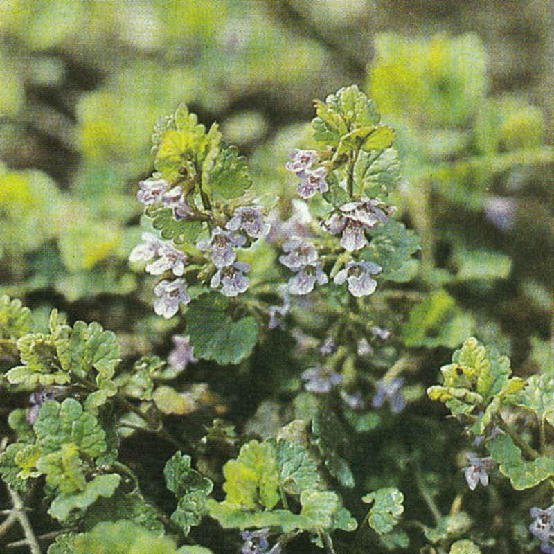 Gundelrebe / Gundermann