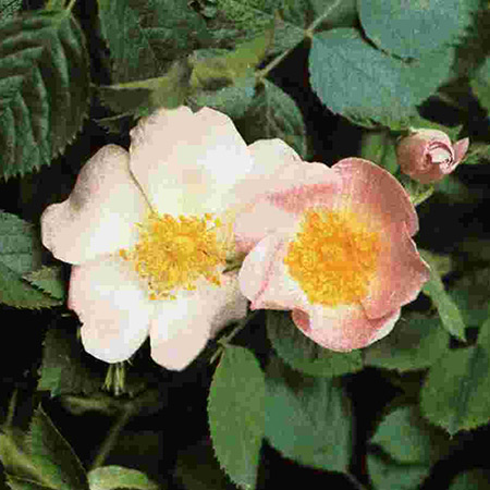 Rose - Hagebutte