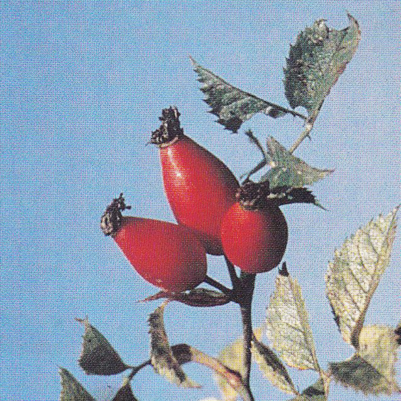 Rose - Hagebutte