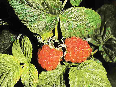 Himbeere
