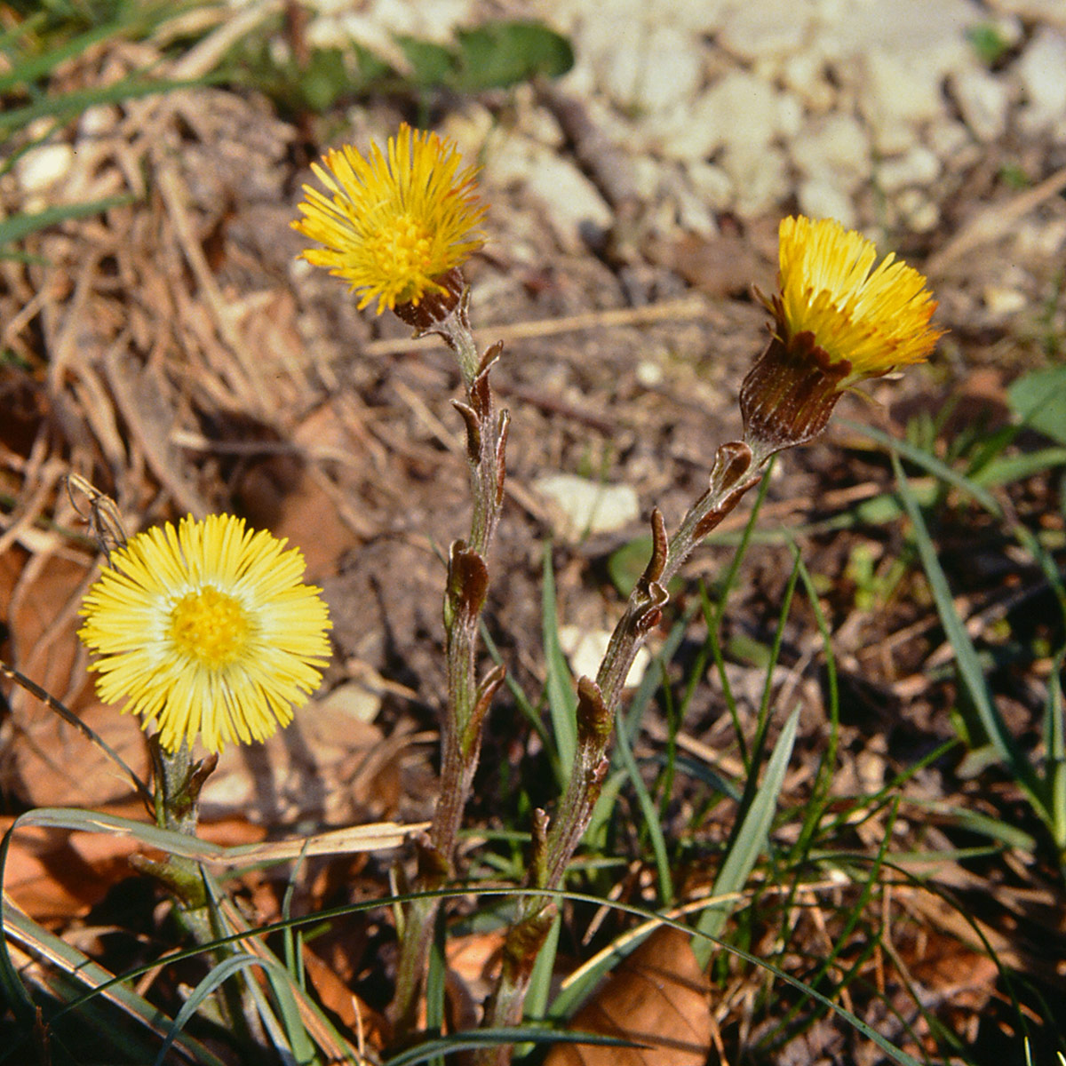 Coltsfoot