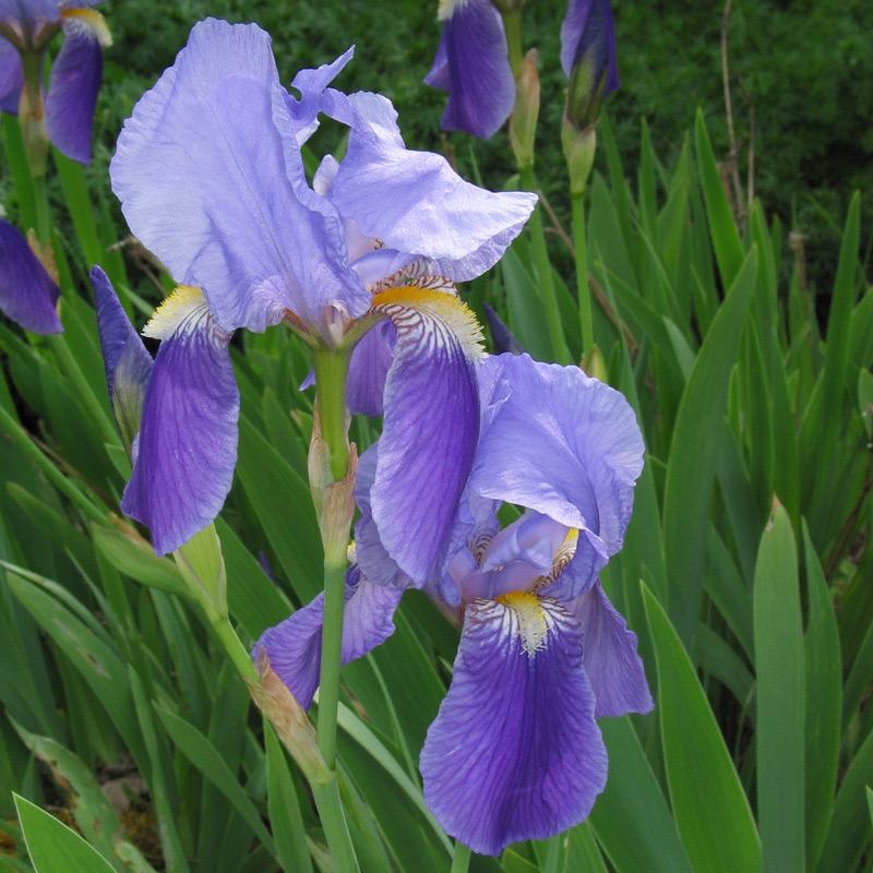 Iris
