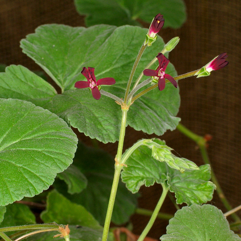 Kapland-Pelargonie - Umckaloabowurzel
