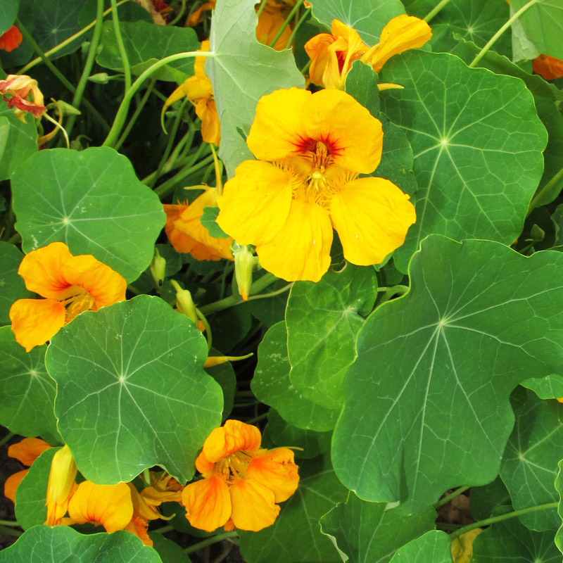 Nasturtium