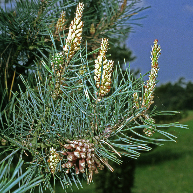 Kiefer / Föhre