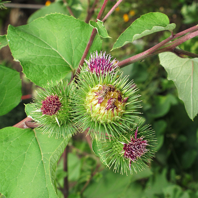Burdock