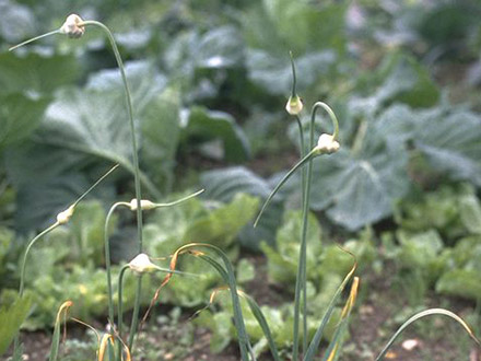 Knoblauch