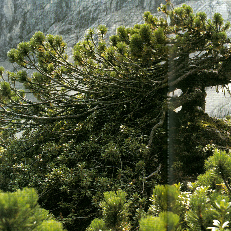 Bergkiefer / Latsche