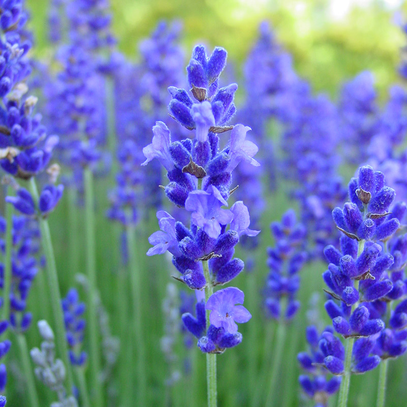 Lavendel