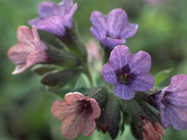 Lungwort