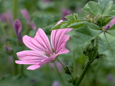 Mallow