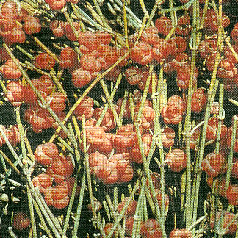 Meerträubel / Ephedra