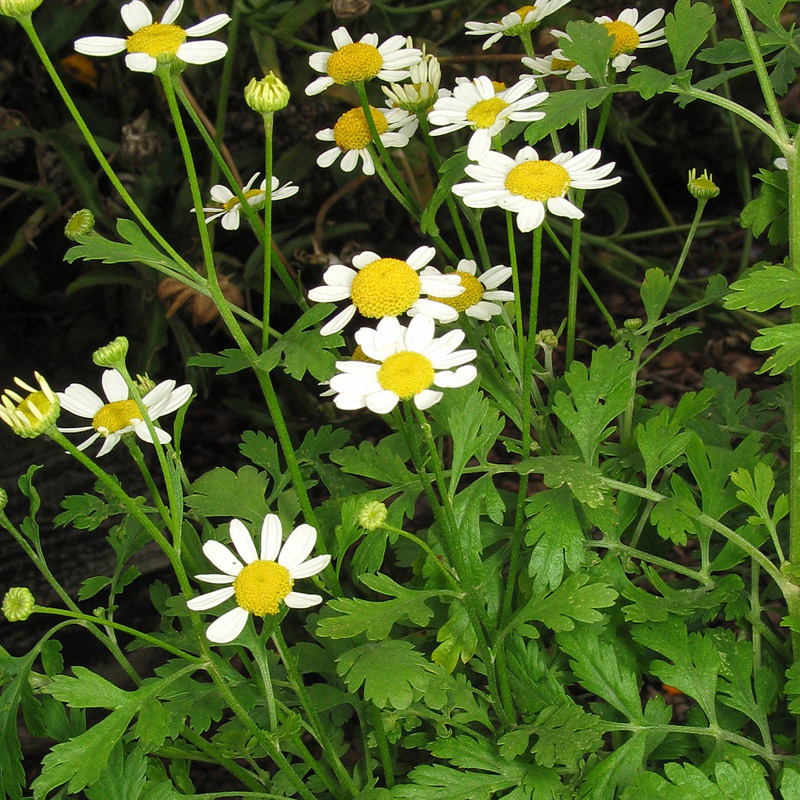 Feverfew