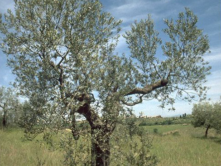 Ölbaum