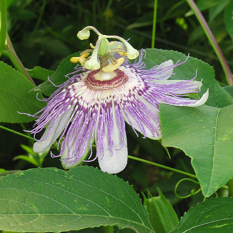 Passionsblume