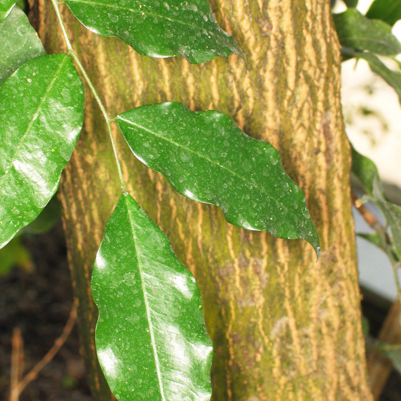 Perubalsam / Tolubalsam