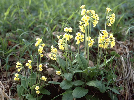 Primel - Schlüsselblume