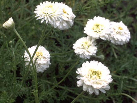 Römische Kamille