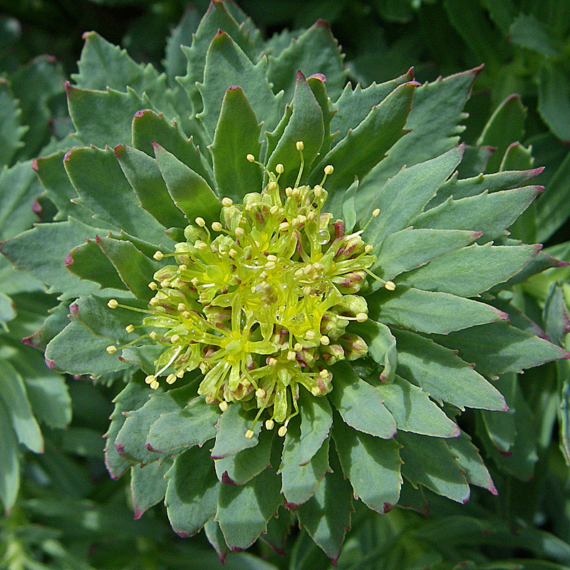 Arctic root
