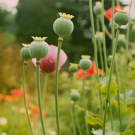 Opium poppy