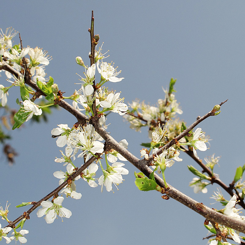 Blackthorn