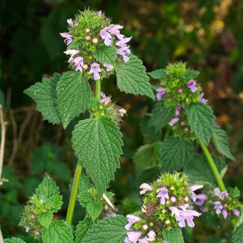 Black Horehound