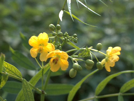 Senna / Sennespflanze