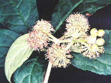 Sibirischer Ginseng/Taigawurzel