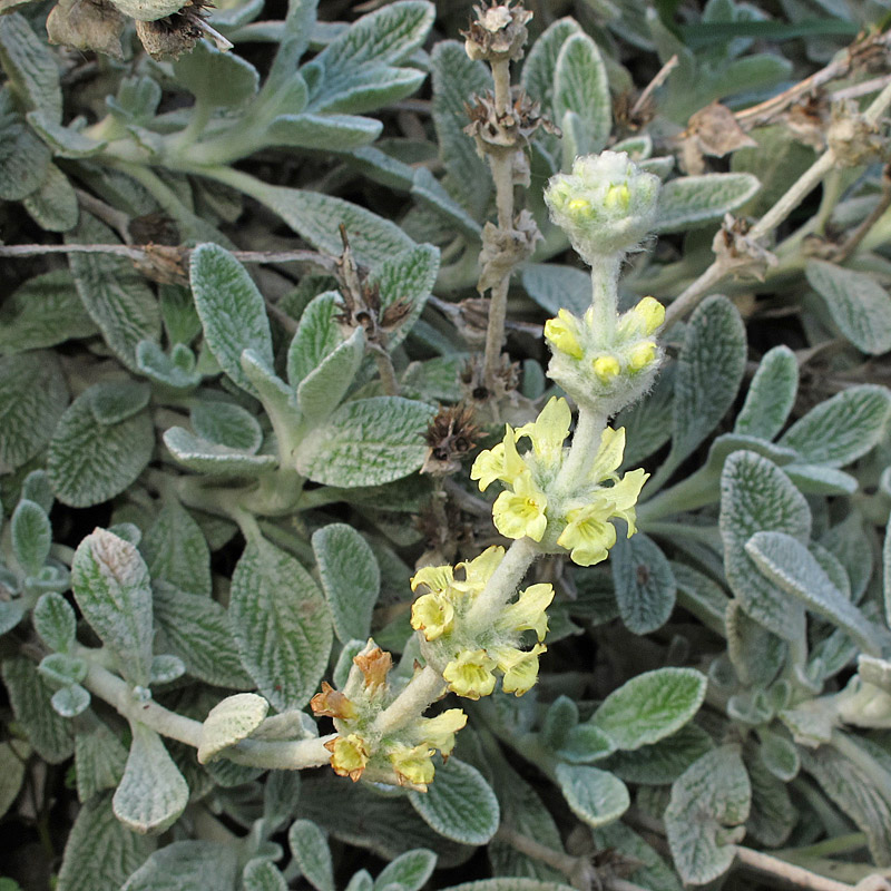 Sideritis - Gliedkraut