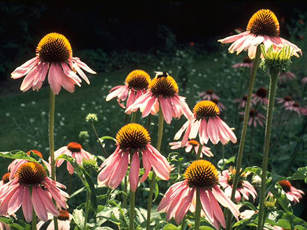 Sonnenhut - Echinacea