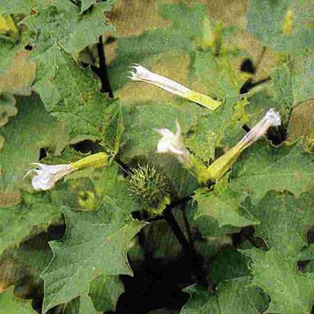 Thornapple