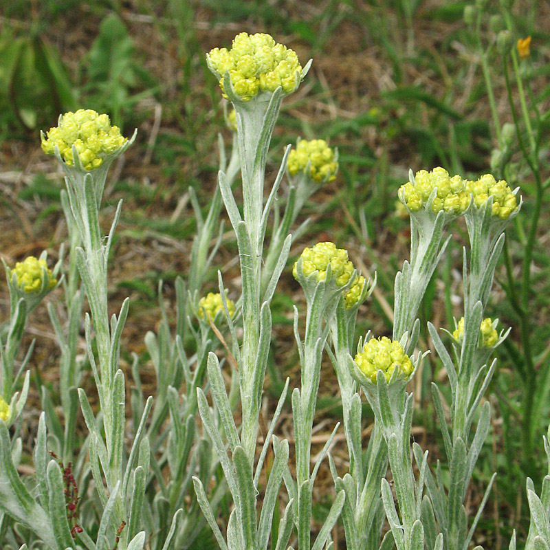 Strohblume - Ruhrkraut - Katzenpfötchen
